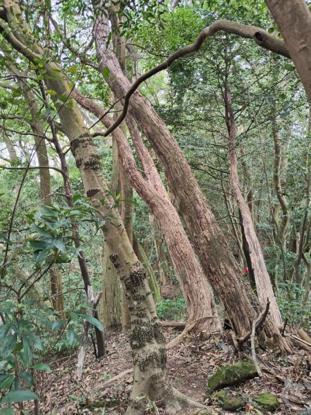 2023.12.27 大溪金面山2839306