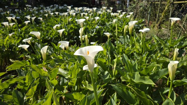 2025竹子湖海芋季美不勝收，最受歡迎的國家公園陽明山國家公園，親子皆宜，適合各式玩家2747615