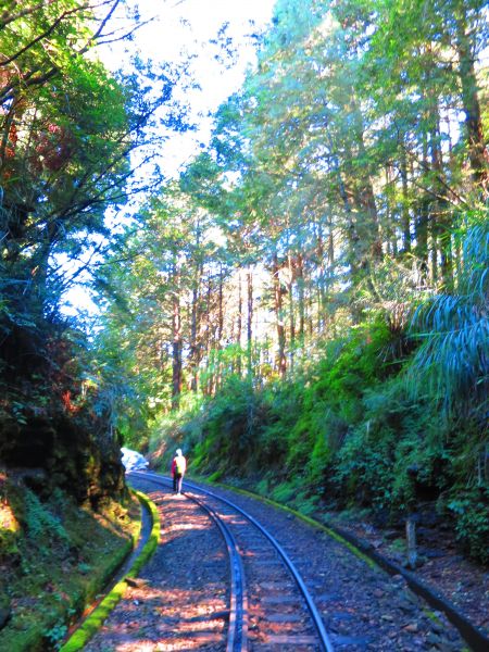 走塔山步道 攀上阿里山之巔406473