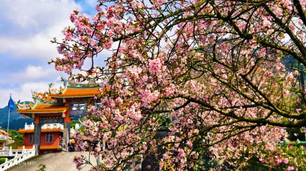 #綠繡眼 訪花 #吉野櫻 #天元宮 #楓樹湖 03162736686