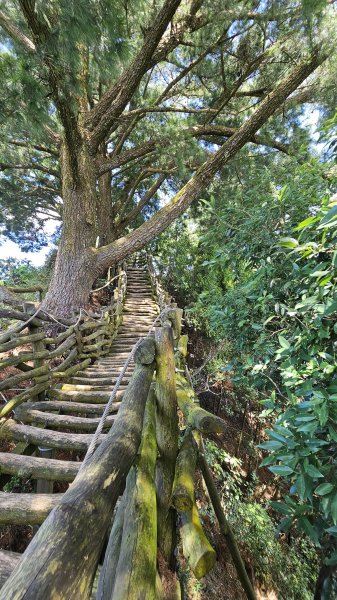 240915-小百岳#041頭嵙山。美美兔挑戰台中後花園-大坑153步道O繞。2627042