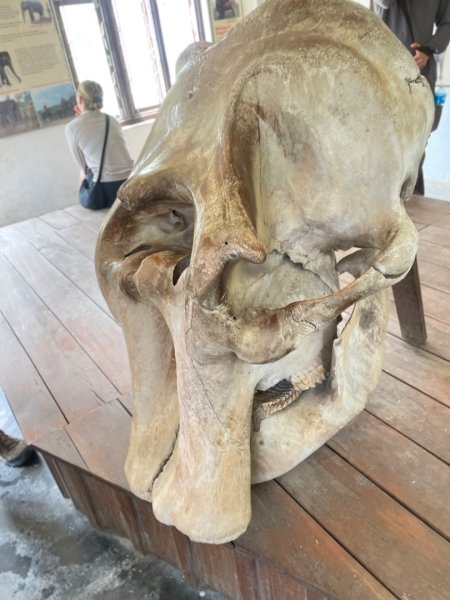 尼泊爾奇旺國家公園4天三夜2788979