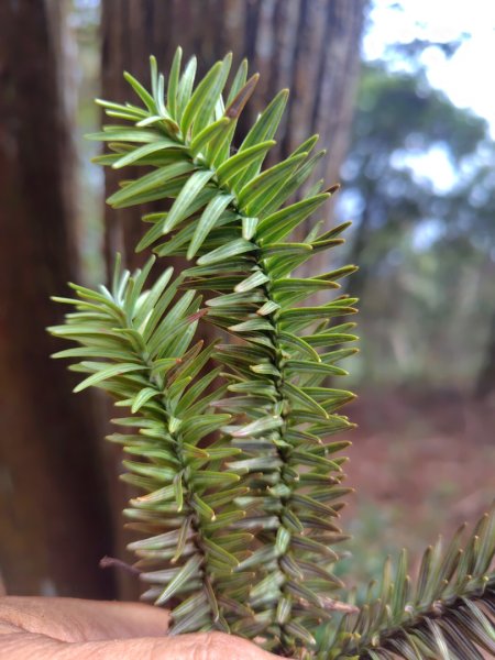 守關山南峰 守關山 守城大山2919114