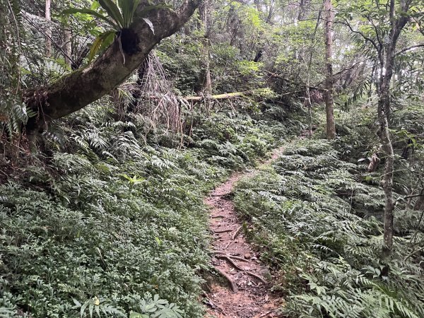 [淡蘭古道] 2024_0623 中路第五段-烏山越嶺古道2533828