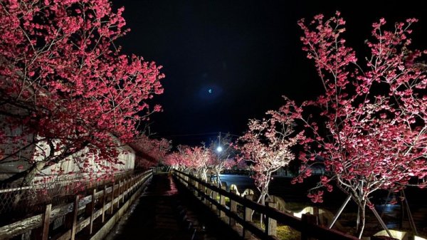 【賞花】台中泰安櫻花季花況持續 警方將延長實施交通管制時間