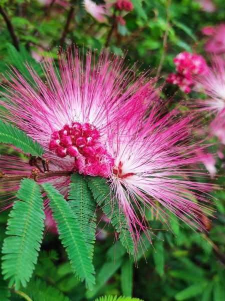 台中大甲鐵砧山2769482