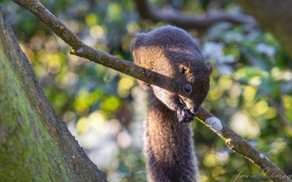 [台北]大崙頭山、碧山巖、忠勇山2746232