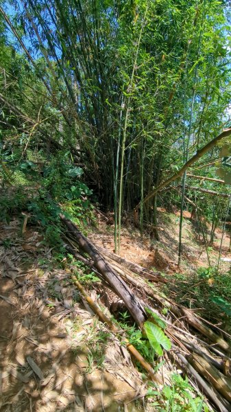 不是臺北大縱走63042930