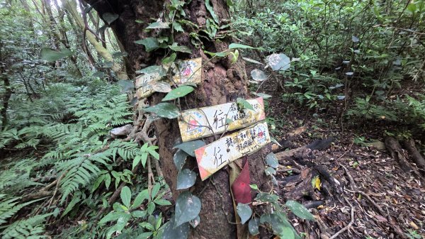 夏季的黃金十稜接九稜下門牙稜C型(草長路荒慎行)2880680