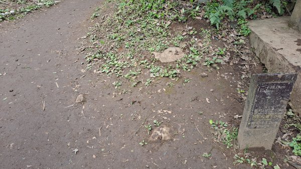 台北大縱走第一段1249198