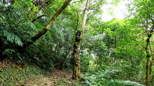 微笑山線405高地段2844168