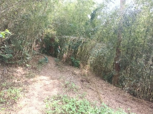 竹東鎮柯子湖山福隆步道稜線路+腰繞路P字走3013380