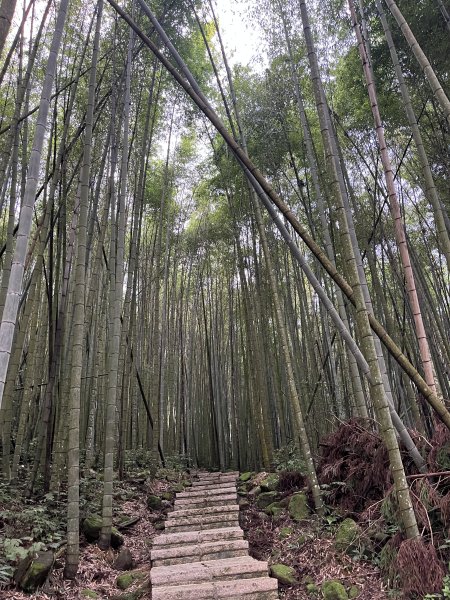 [嘉遊好步道．來嘉走走-04/10] 2024_1011 阿里山頂湖步道2624685