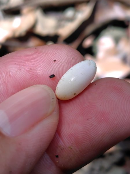 烏山、刣牛湖山、竹子尖山2891965