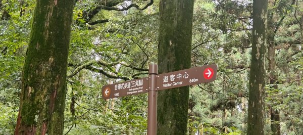 東眼山國家森林遊樂區2522657