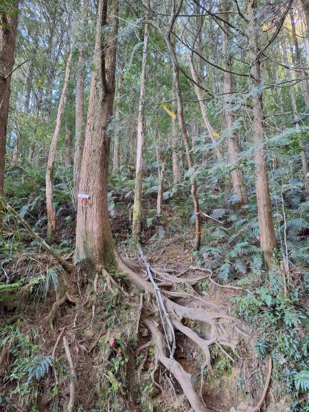 石山+阿毛神木202512112961778