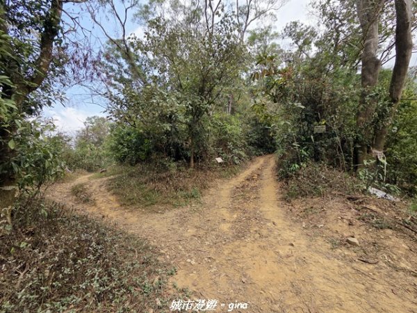 【屏東來義】小百岳棚集山x棚集下山O 繞3013095