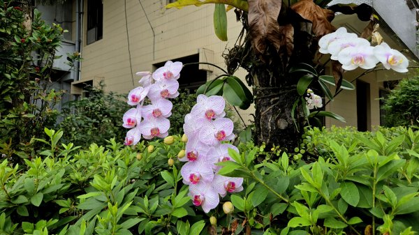 彌勒內院3038362