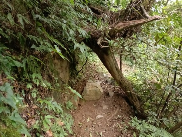 雙溪區打鐵寮山-鶯子嶺-坪溪山-烏山63號-烏山越嶺古道(坪溪山北峰)P字走3023803