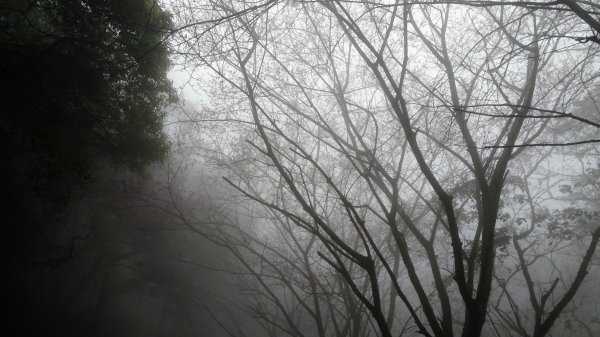 雨中賞櫻、霧裡看花2036597