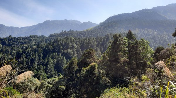 《南投》竹林台灣杉｜溪頭山竹崙山志騰山O繞202302182035911