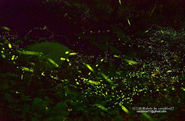 【嘉義】嘉義大學社口林場的春天.螢火蟲的歡愉派對