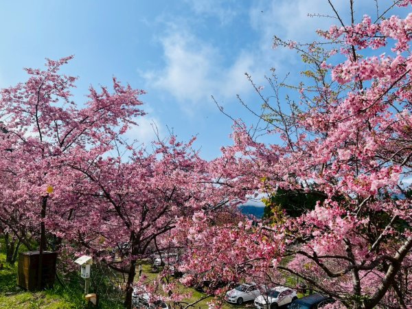 桃園 復興 巴陵 恩愛農場3011875