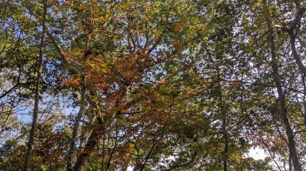 馬那邦山步道(珠湖登山口上)1585903