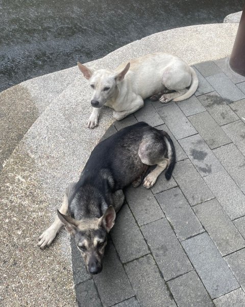 微笑山⛰️線-大棟-二格山-五分山-天上山-鳶山💎12條步道完成💙2834133