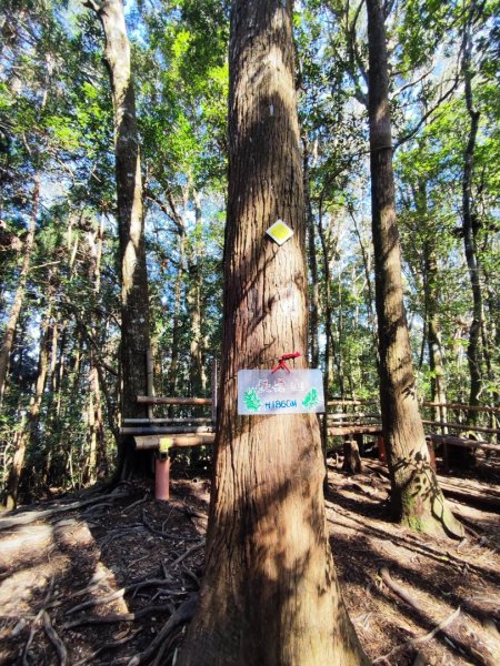 大雪山長壽三崠2691117