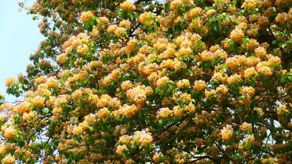 加羅林魚木,松菸文創園區3038145