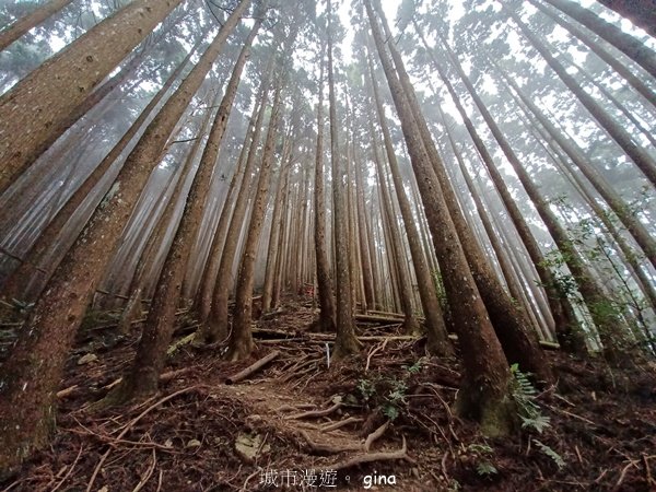 【新竹五峰】迷霧山林。 民都有山登山步道(面托油山)x民都有山北峰2991851