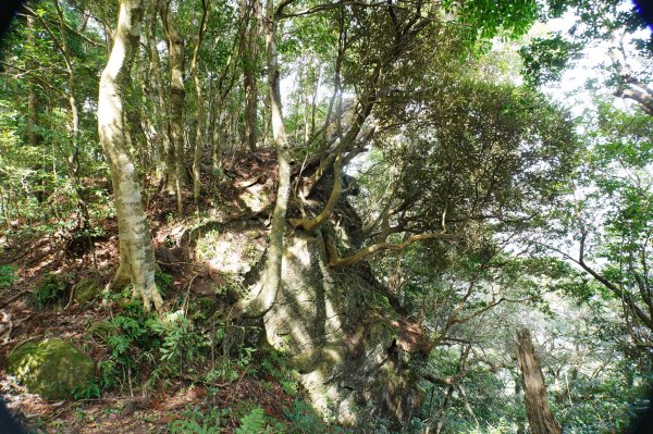 新竹 尖石 蓮包山、外鳥嘴山2914328