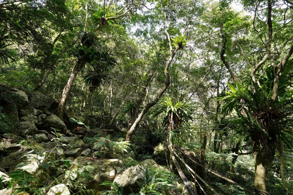 臺中 和平 屋我尾山、十文溪山2699452