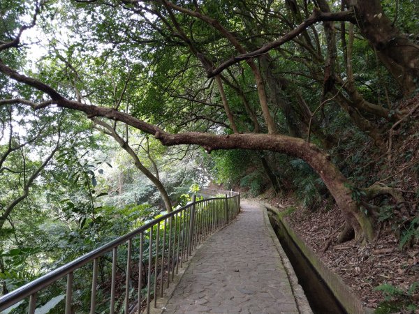 貴子坑下菁嚳步道1453739