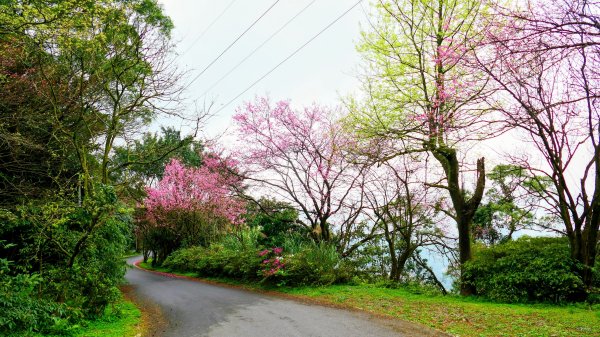 勤進路櫻花3009721