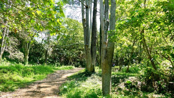 三汀山,苗圃,蝙蝠洞2787361