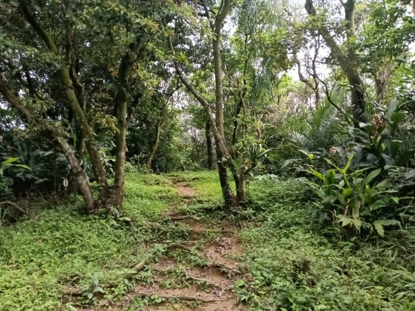 基隆市總督府(嶺)步(古)道-五坑山-五坑湖3038928