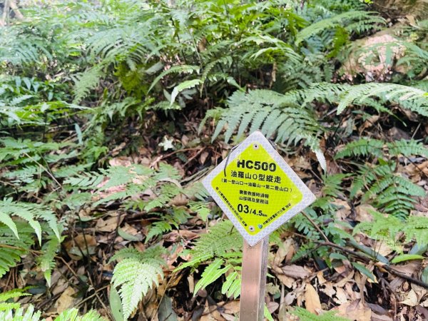 1141116油羅山2946422