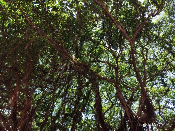 大稻埕、大港墘公園、瑞陽公園、碧湖公園步道【臺北健走趣】2874220