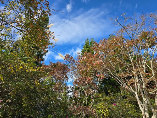 馬那邦山之雲海／雲瀑／楓紅／太陽琉璃光2668291