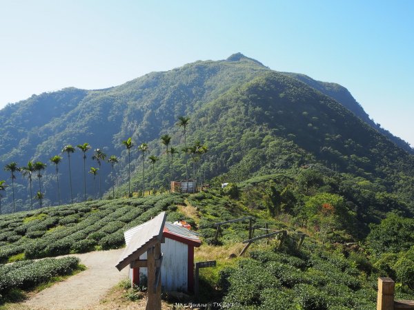 《雲林》十字關｜後棟仔挑筍古道上雲嘉大尖山