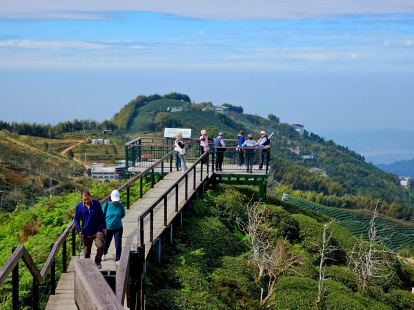 大崙山銀杏森林2966094