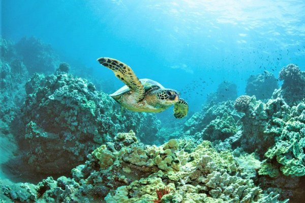 【保育】破紀錄！小琉球自主性「軟封島」 空拍觀察到805隻海龜