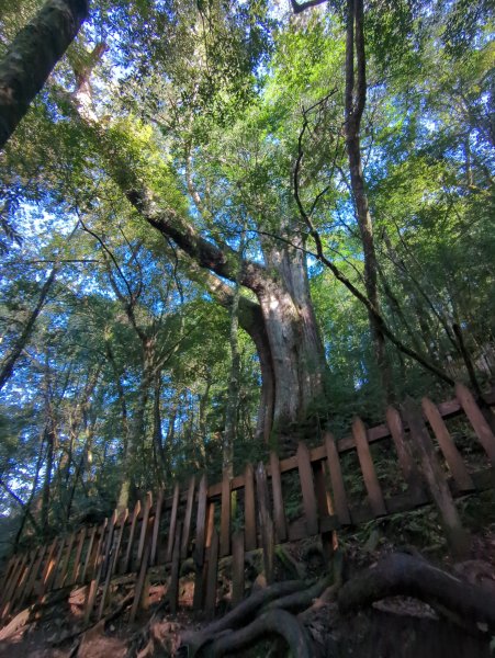 2026.01.03－鎮西堡B區神木群2981148