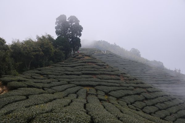 雲嘉五連峰1675729