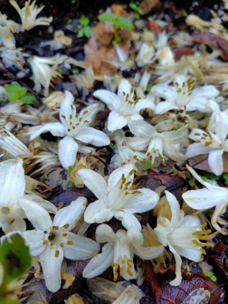 稍來小雪山國家步道、船型山、鞍馬山、鞍馬山東北峰、天池、雪山神木2799658