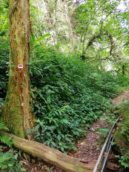 南投鹿谷~山野叢林不斷的陡上陡下~鳳凰山1098067