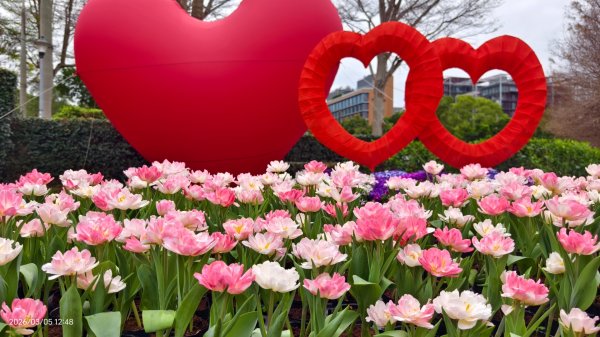 #士林官邸 #鬱金香 #碧山巖 #椿寒櫻 #國父紀念館 #八重櫻 3/5 #三層崎 #嗄嘮別 3/63010391