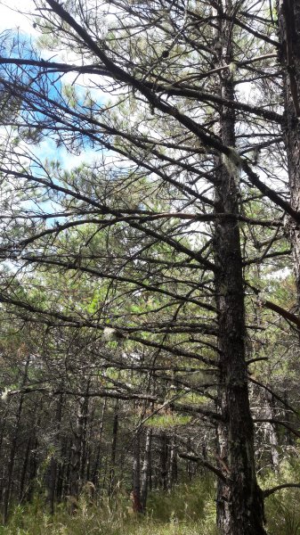 楓之谷~天巒池~武法奈尾山497566